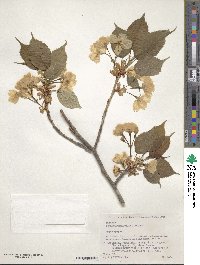 Prunus speciosa image