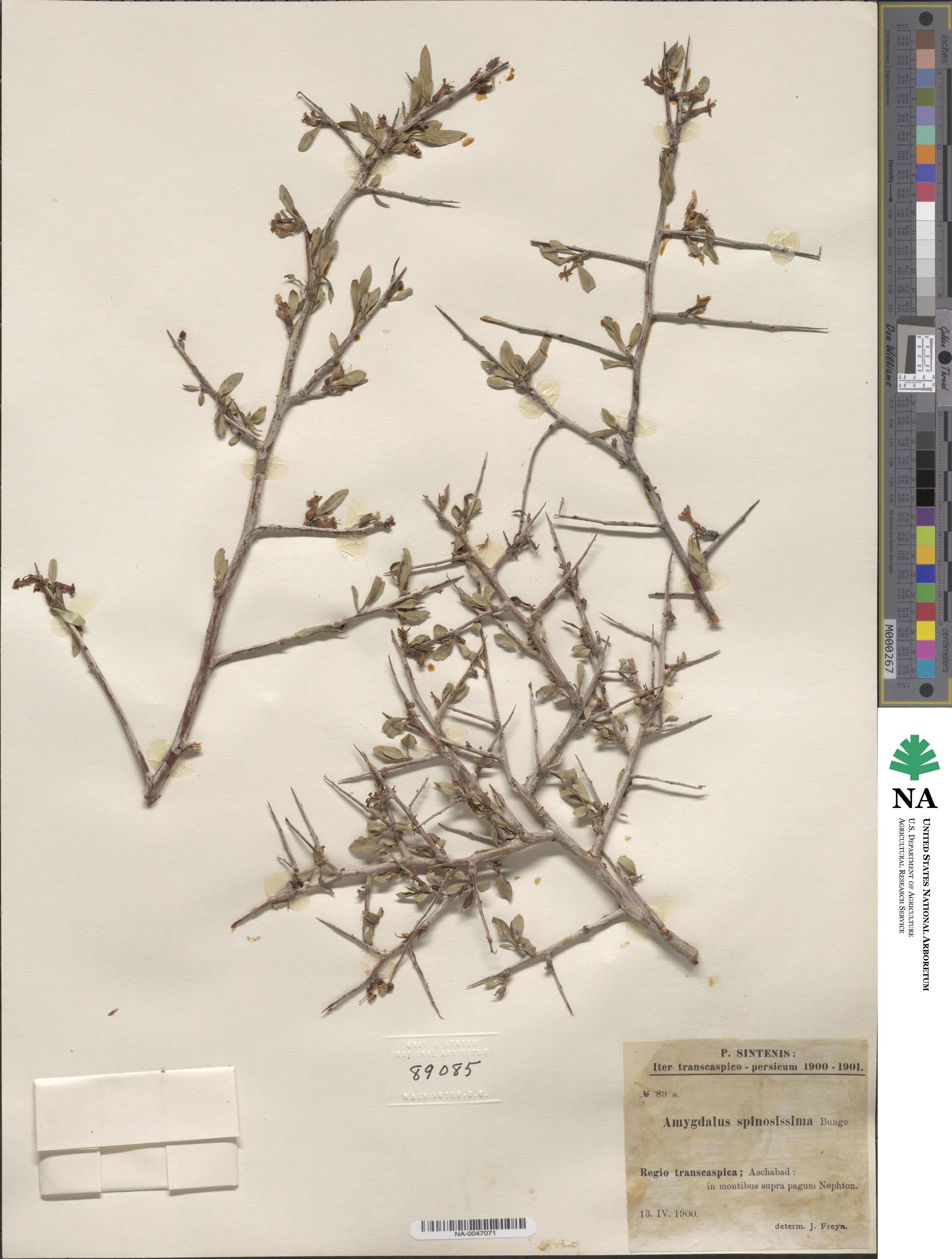 Prunus spinosissima image