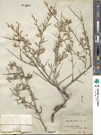 Prunus spinosissima image