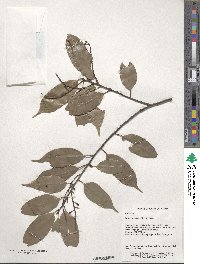 Prunus spinulosa image