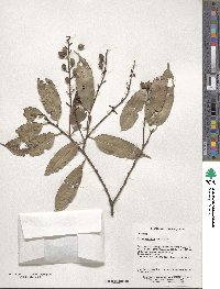Prunus spinulosa image