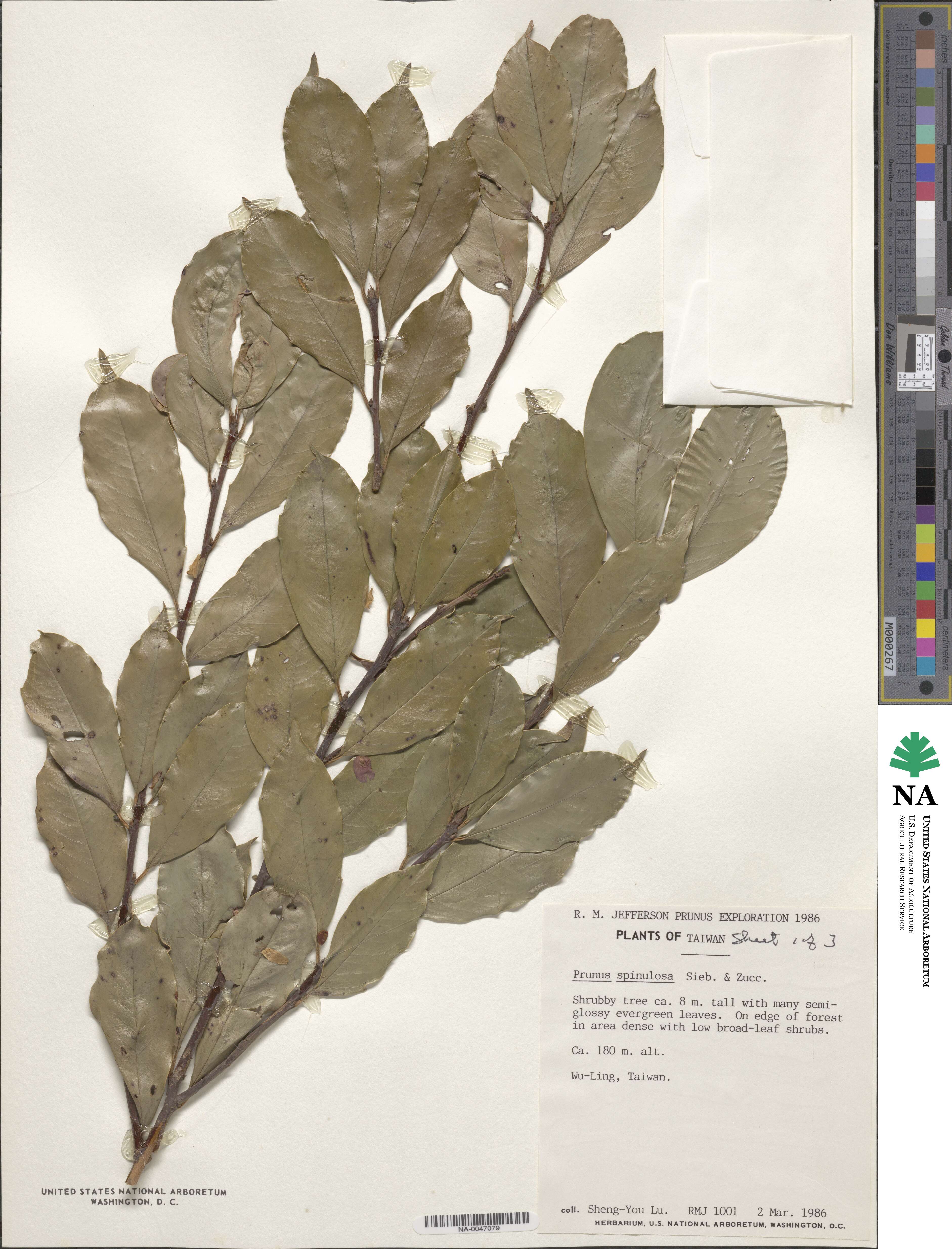 Prunus spinulosa image
