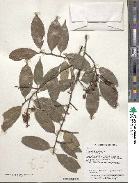 Prunus spinulosa image