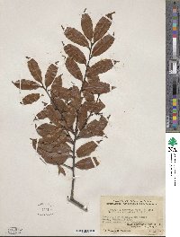 Prunus spinulosa image
