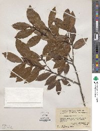 Prunus spinulosa image