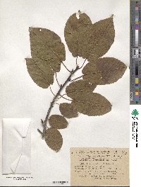 Prunus ssiori image