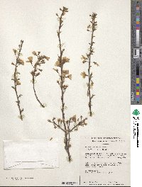 Prunus spachiana image