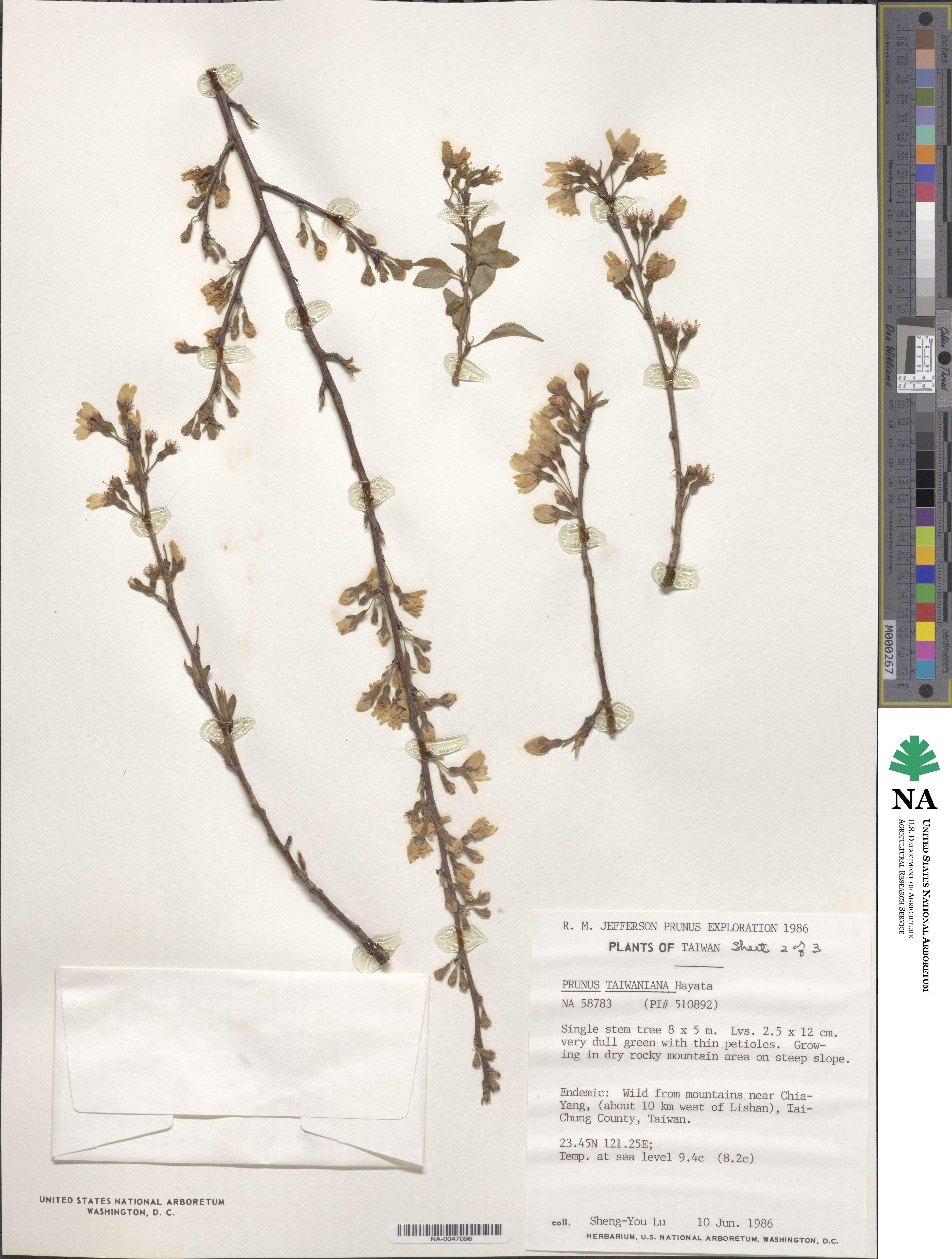 Prunus spachiana image