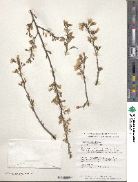 Prunus spachiana image