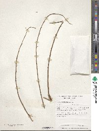 Prunus spachiana image