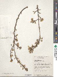 Prunus spachiana image