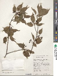 Prunus transarisanensis image