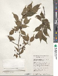 Prunus transarisanensis image