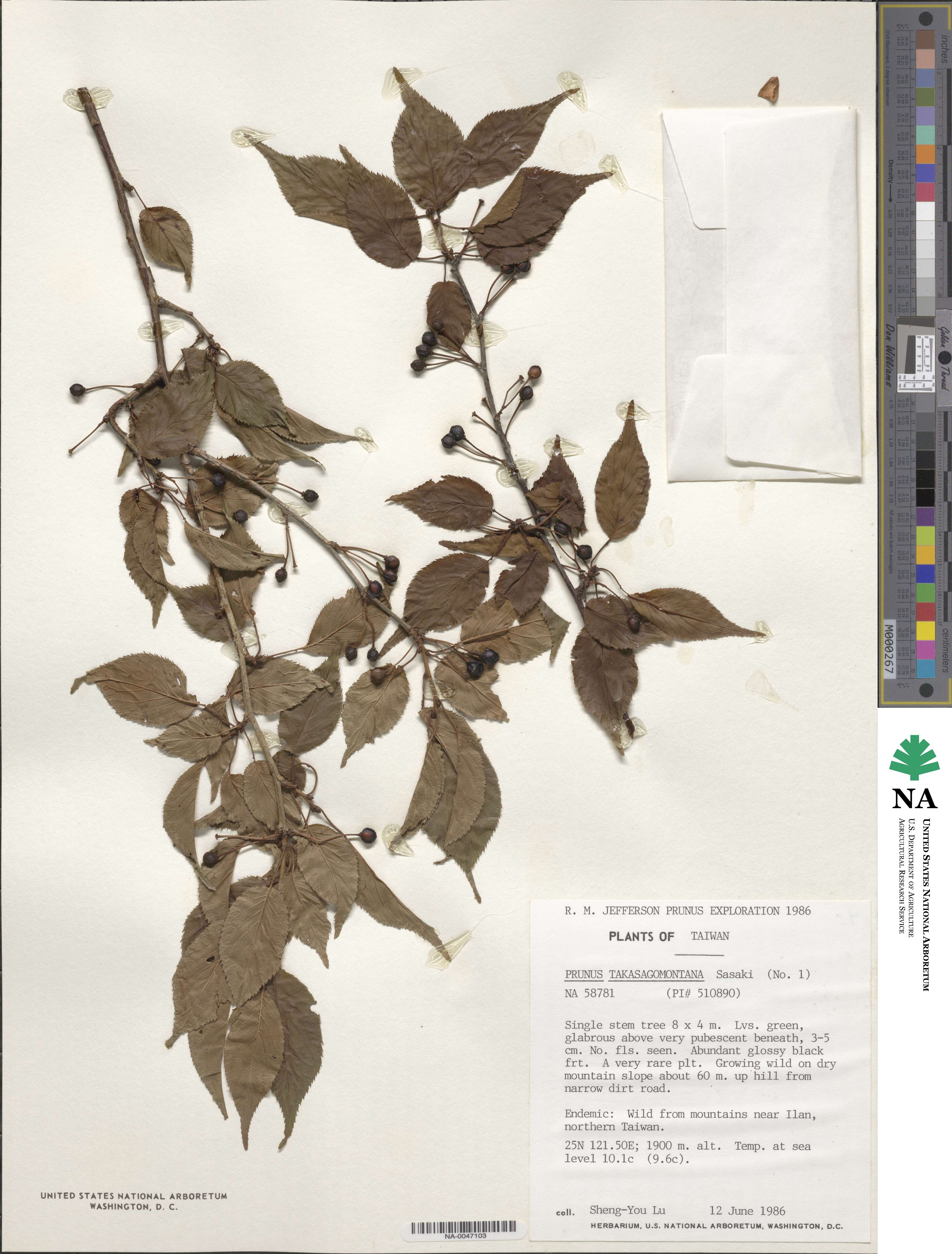 Prunus transarisanensis image