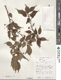 Prunus transarisanensis image