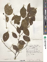 Prunus transarisanensis image