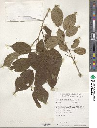 Prunus transarisanensis image