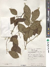 Prunus transarisanensis image