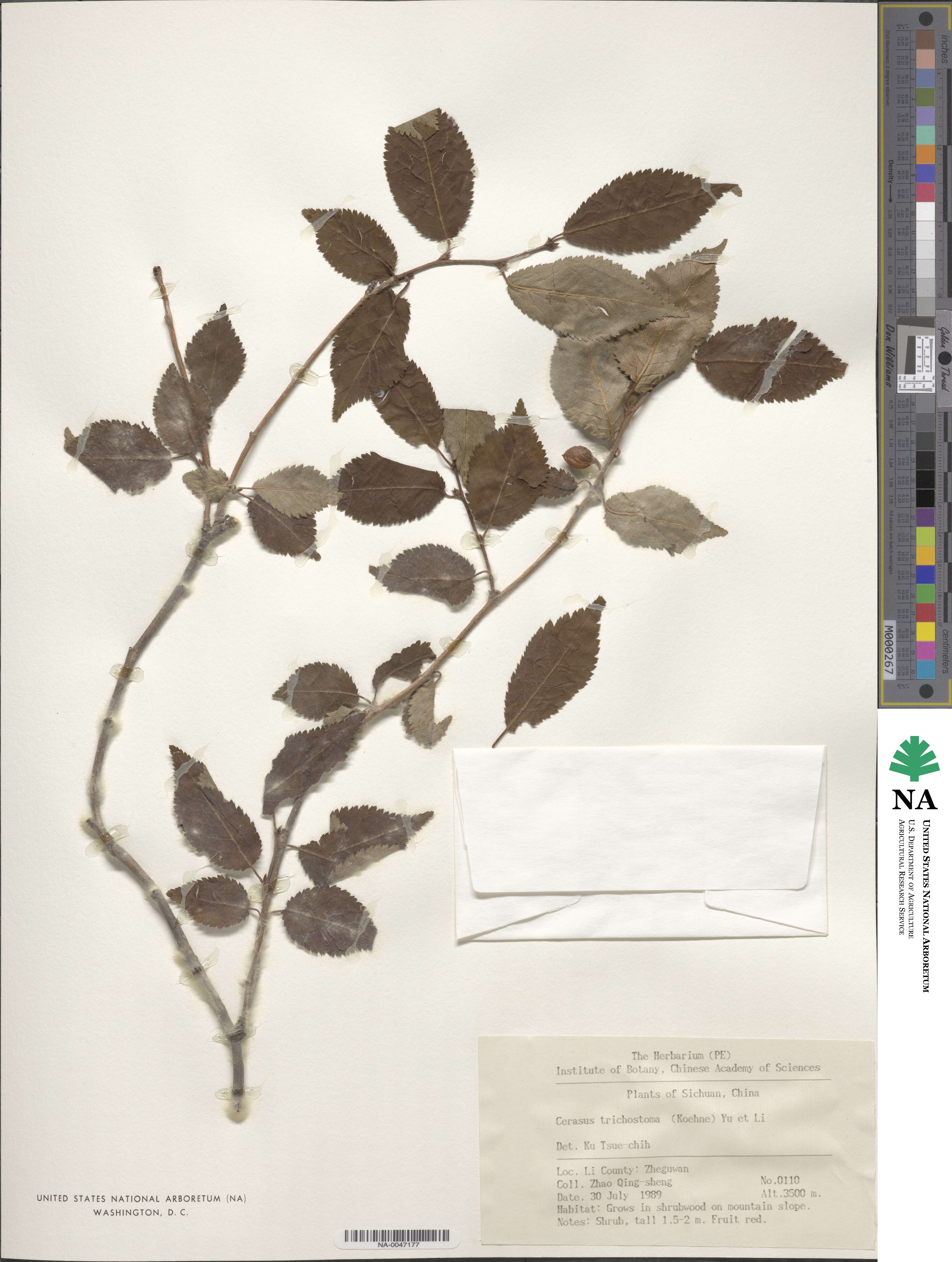 Prunus trichostoma image