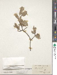 Prunus cocomilia image