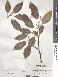 Prunus obtusata image