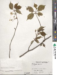 Prunus leveilleana image