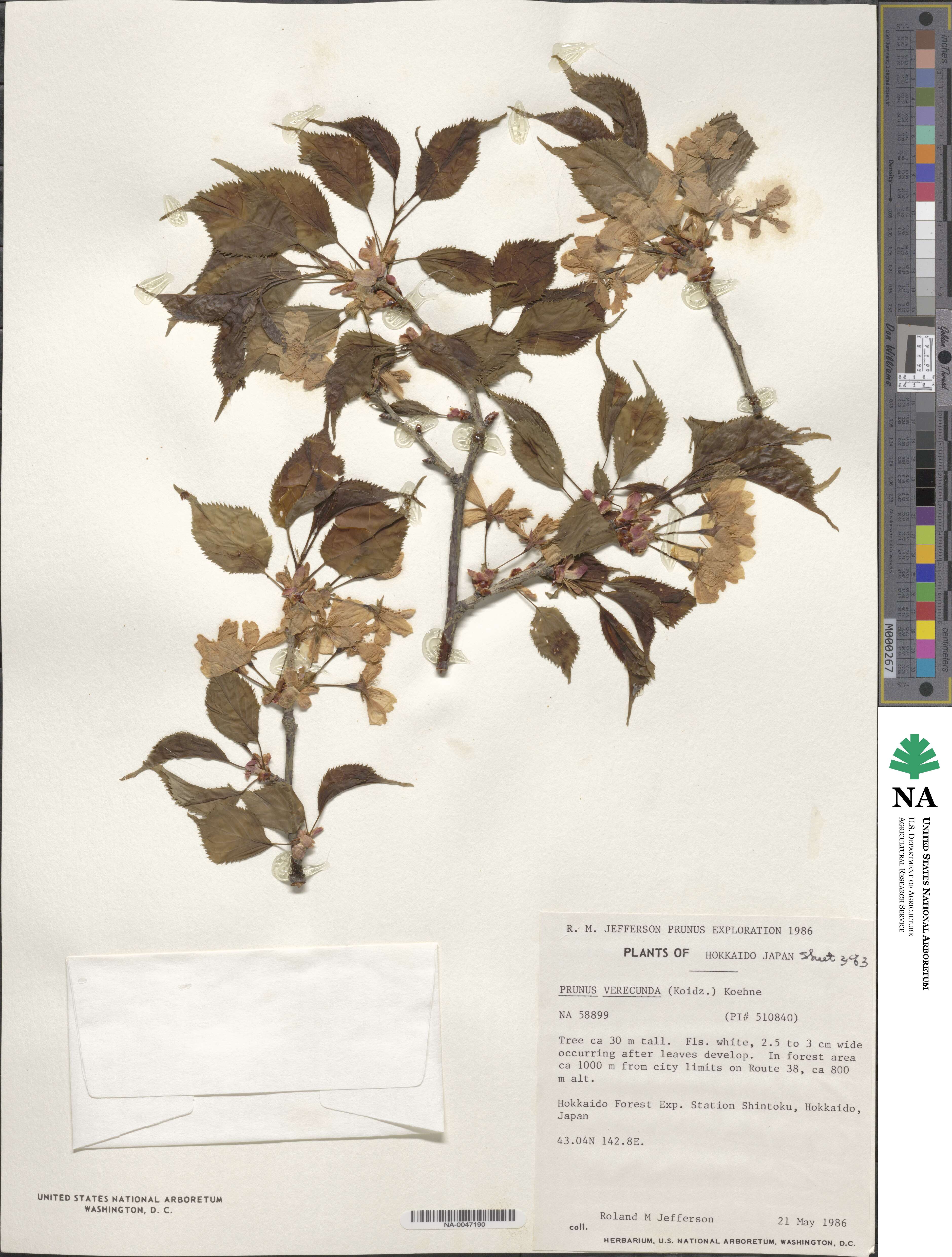 Prunus leveilleana image