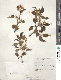 Prunus leveilleana image