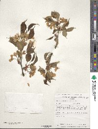 Prunus leveilleana image