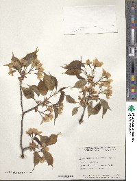 Prunus leveilleana image