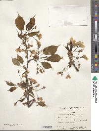 Prunus leveilleana image