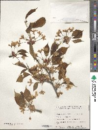 Prunus leveilleana image