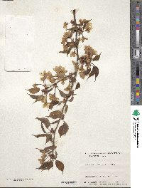 Prunus leveilleana image