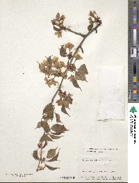 Prunus leveilleana image