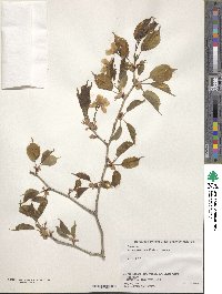 Prunus leveilleana image