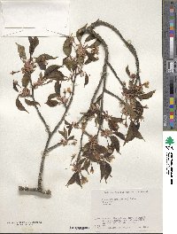 Prunus leveilleana image