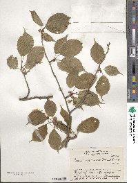 Prunus leveilleana image