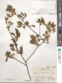 Prunus leveilleana image