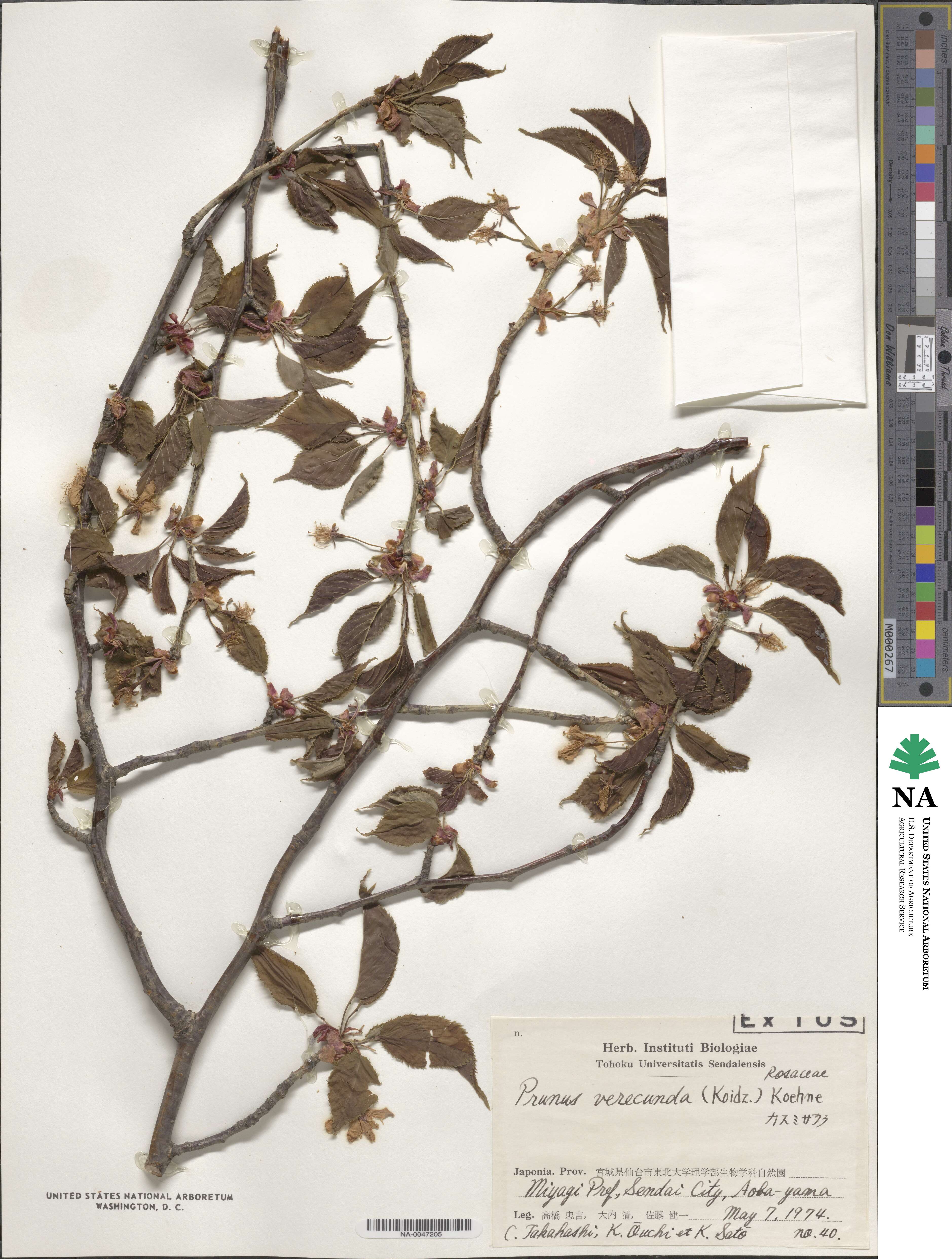 Prunus leveilleana image