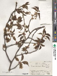 Prunus leveilleana image