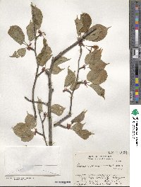 Prunus leveilleana image