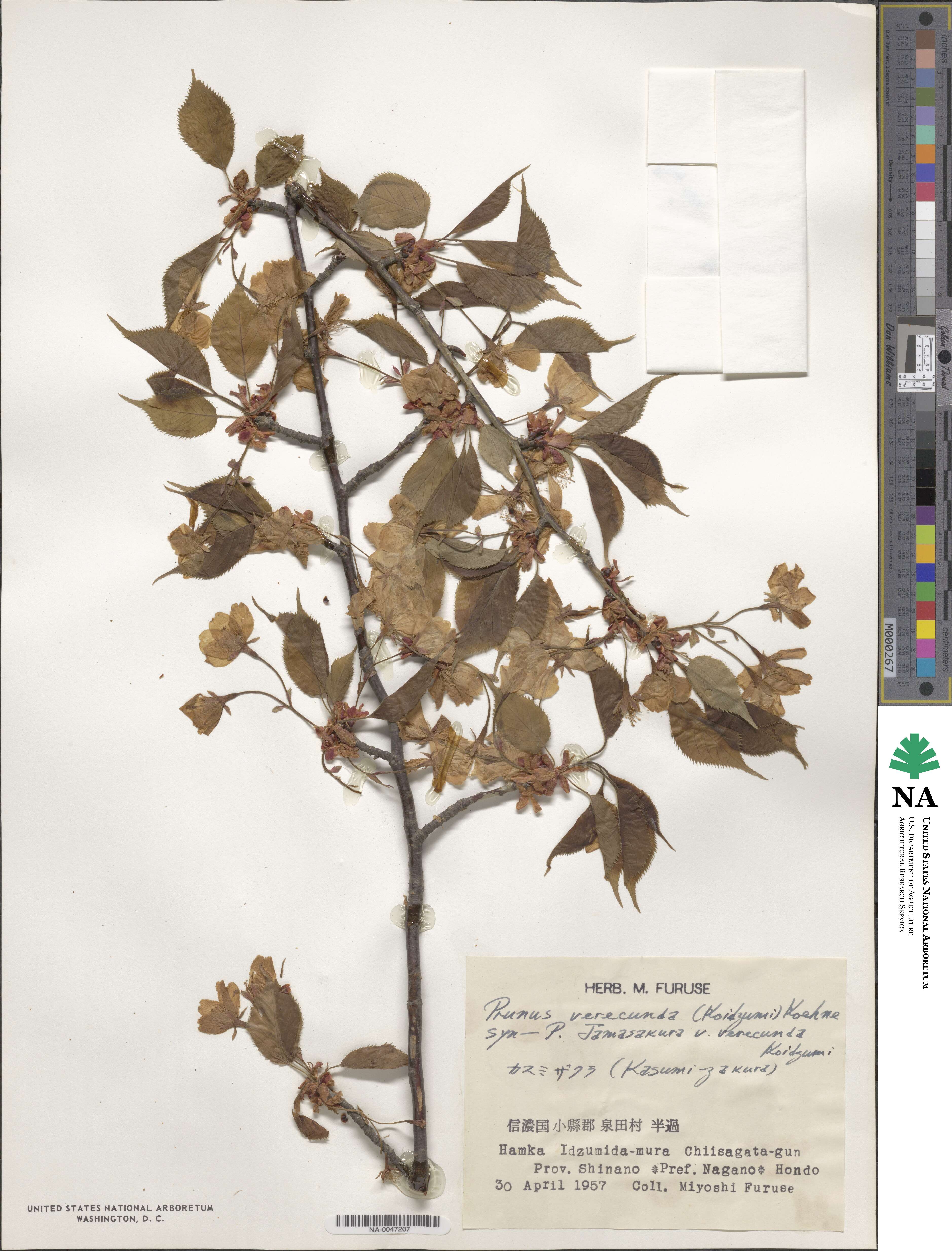 Prunus leveilleana image