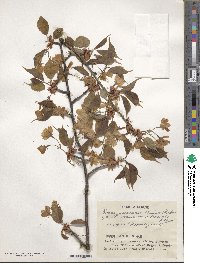 Prunus leveilleana image