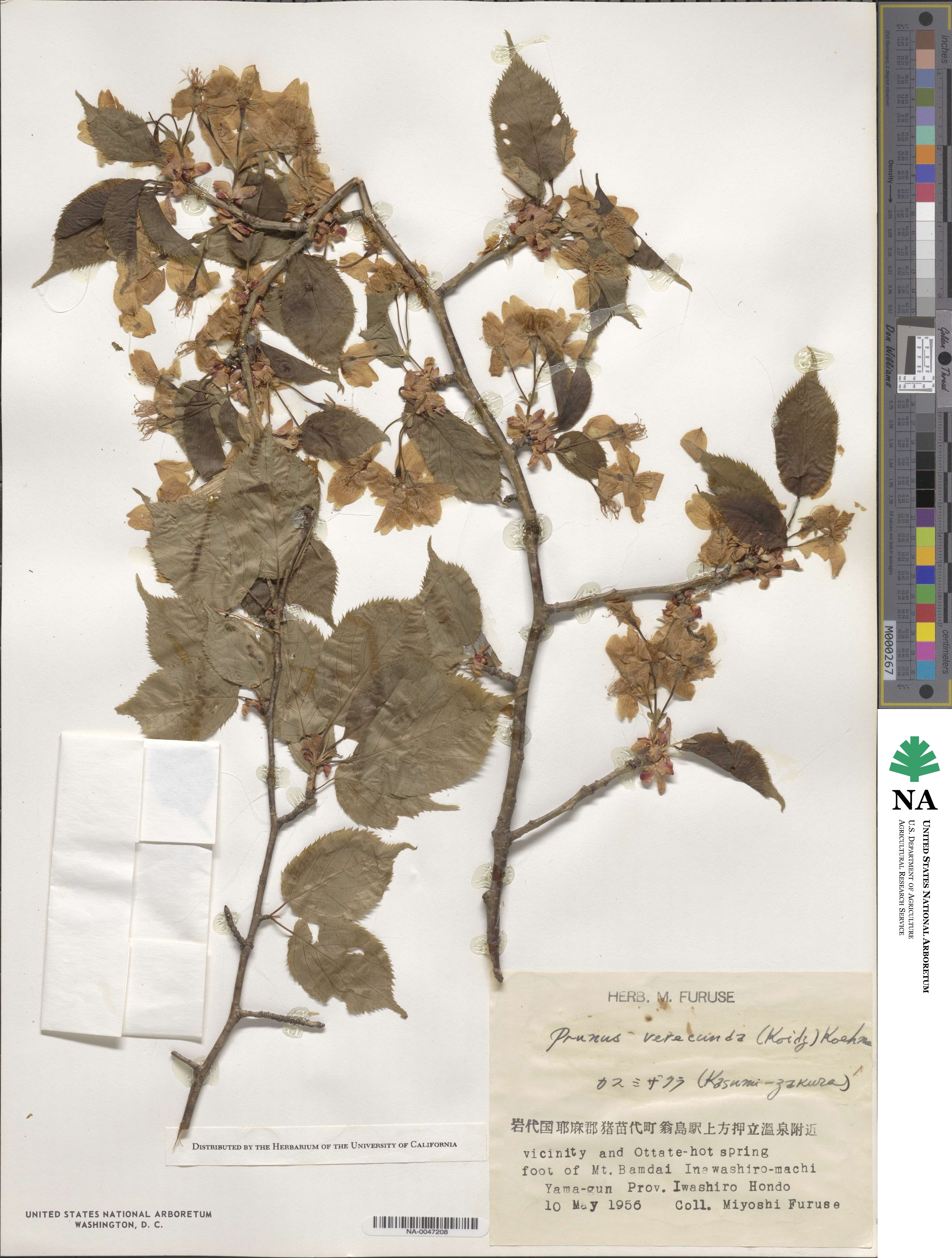 Prunus leveilleana image