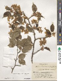 Prunus leveilleana image