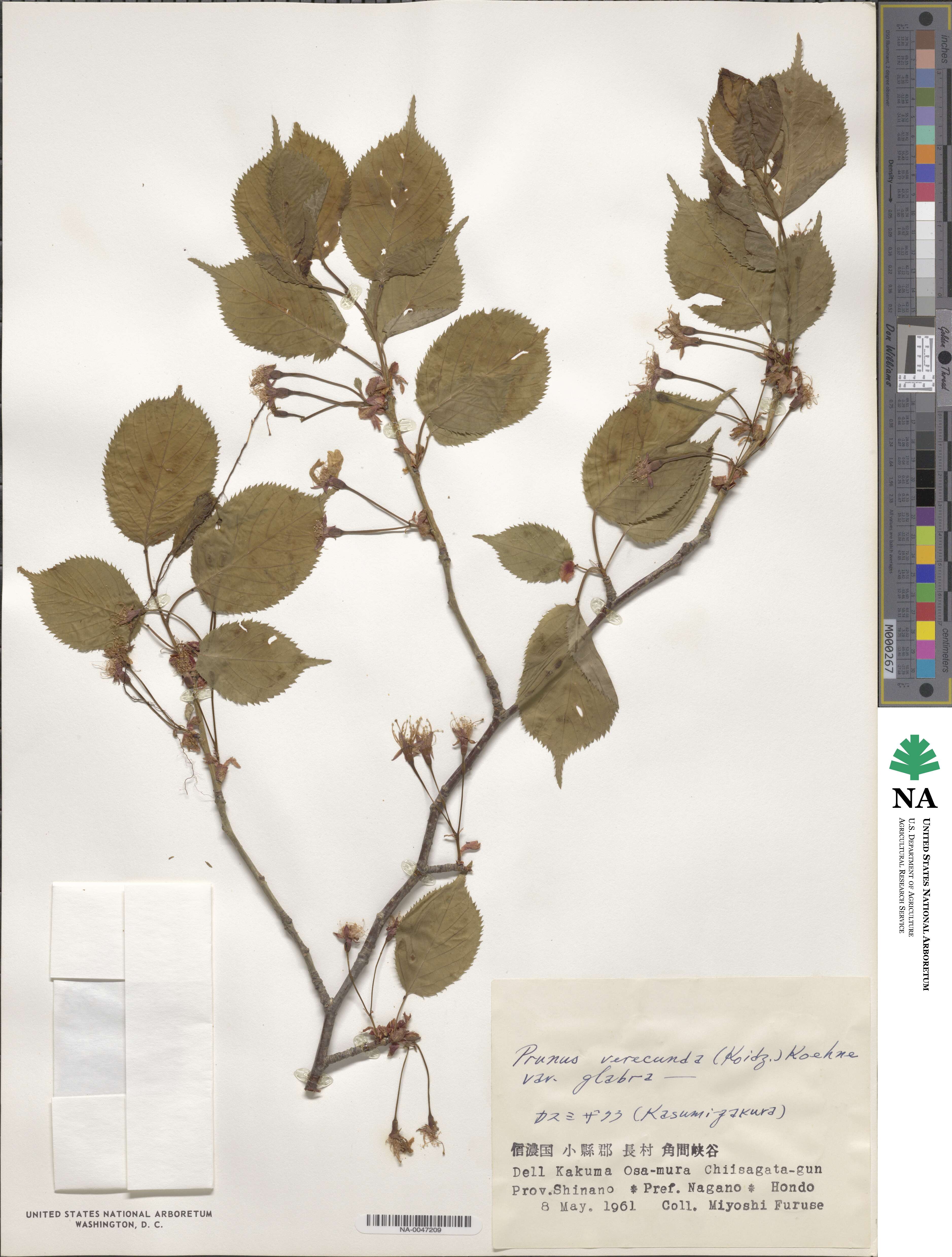 Prunus leveilleana image