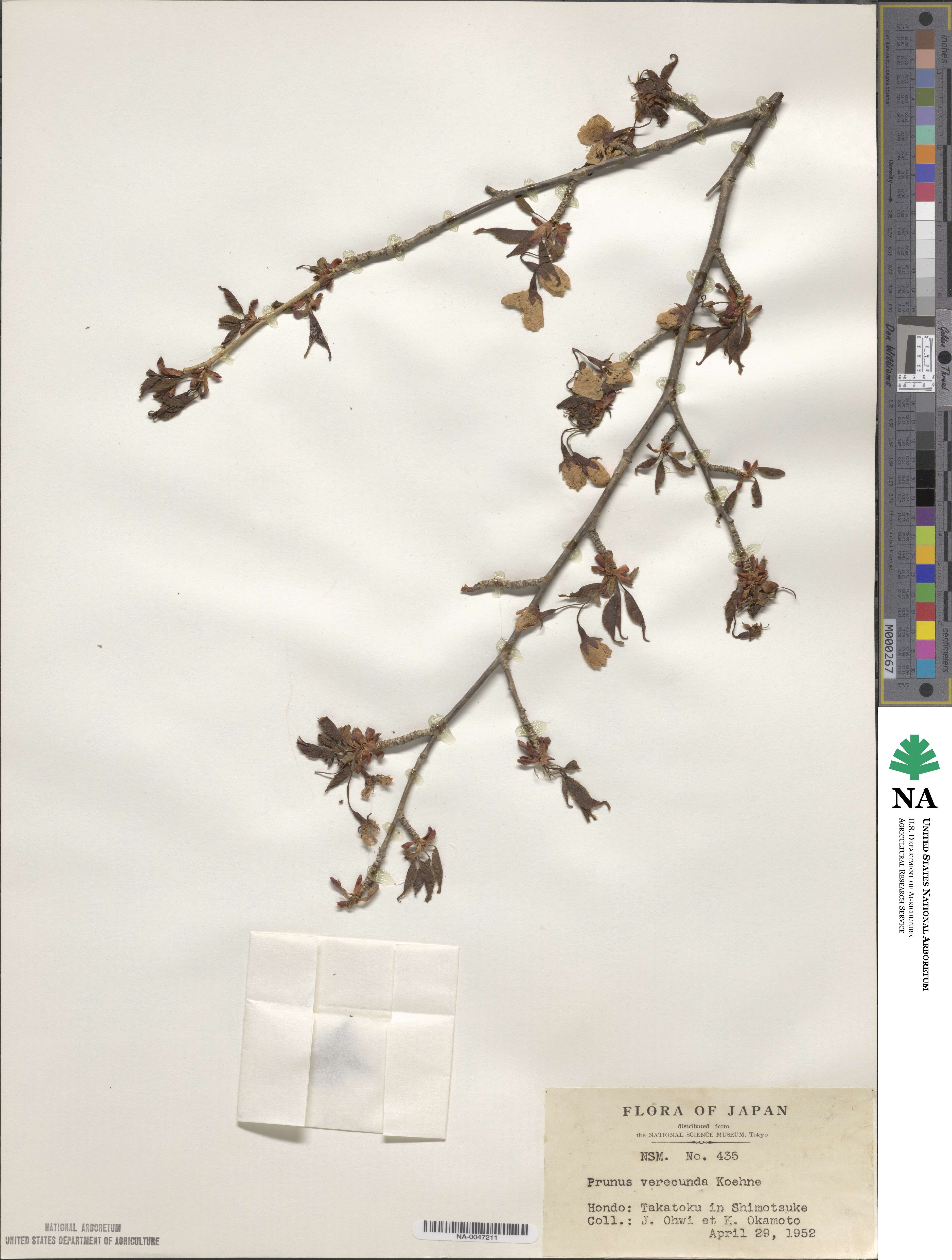 Prunus leveilleana image