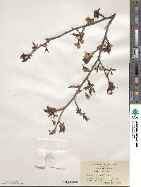 Prunus leveilleana image