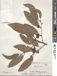 Prunus zippeliana image