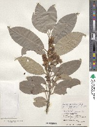 Prunus zippeliana image